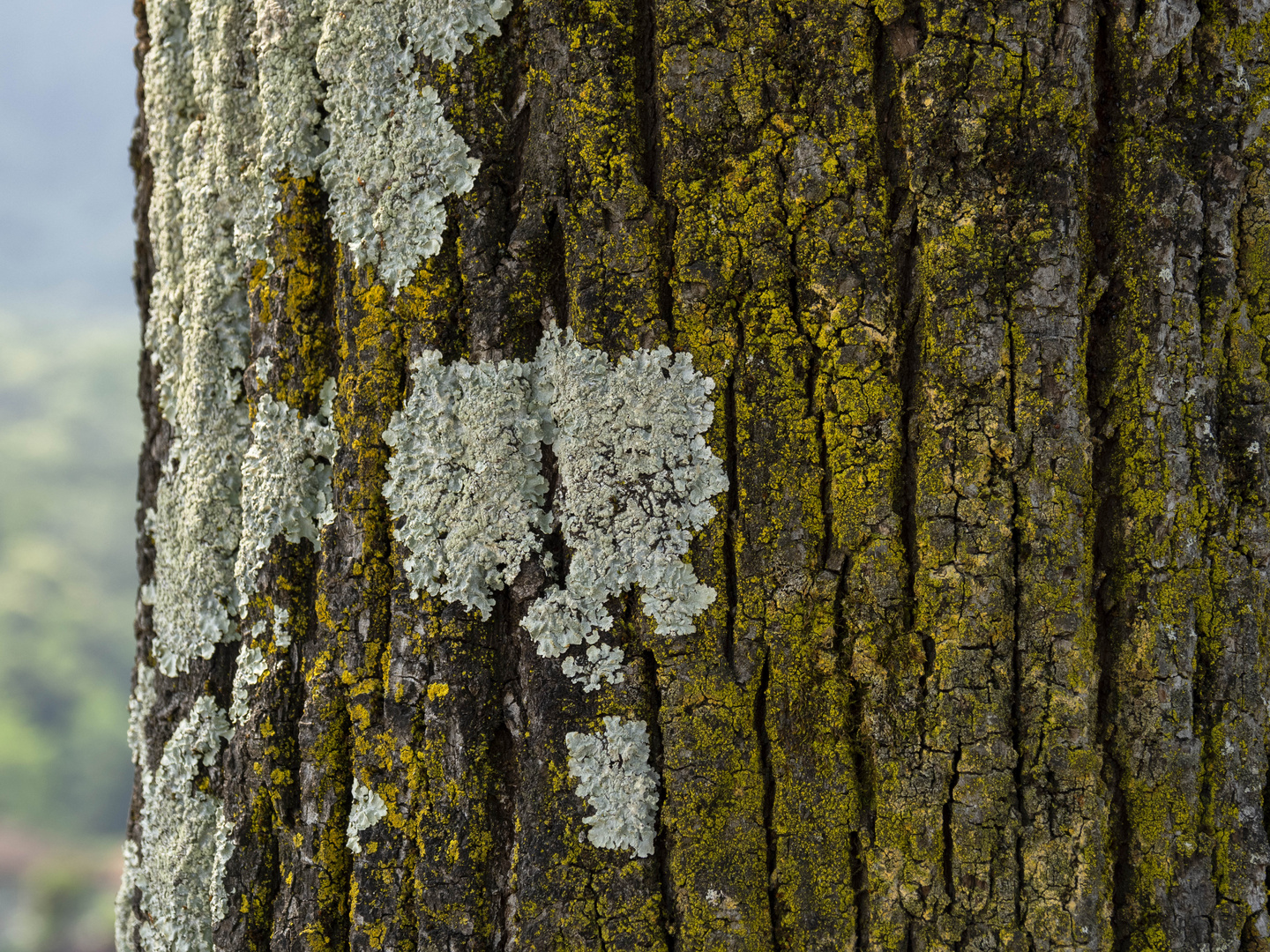 Licheni sull'albero