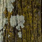 Licheni sull'albero