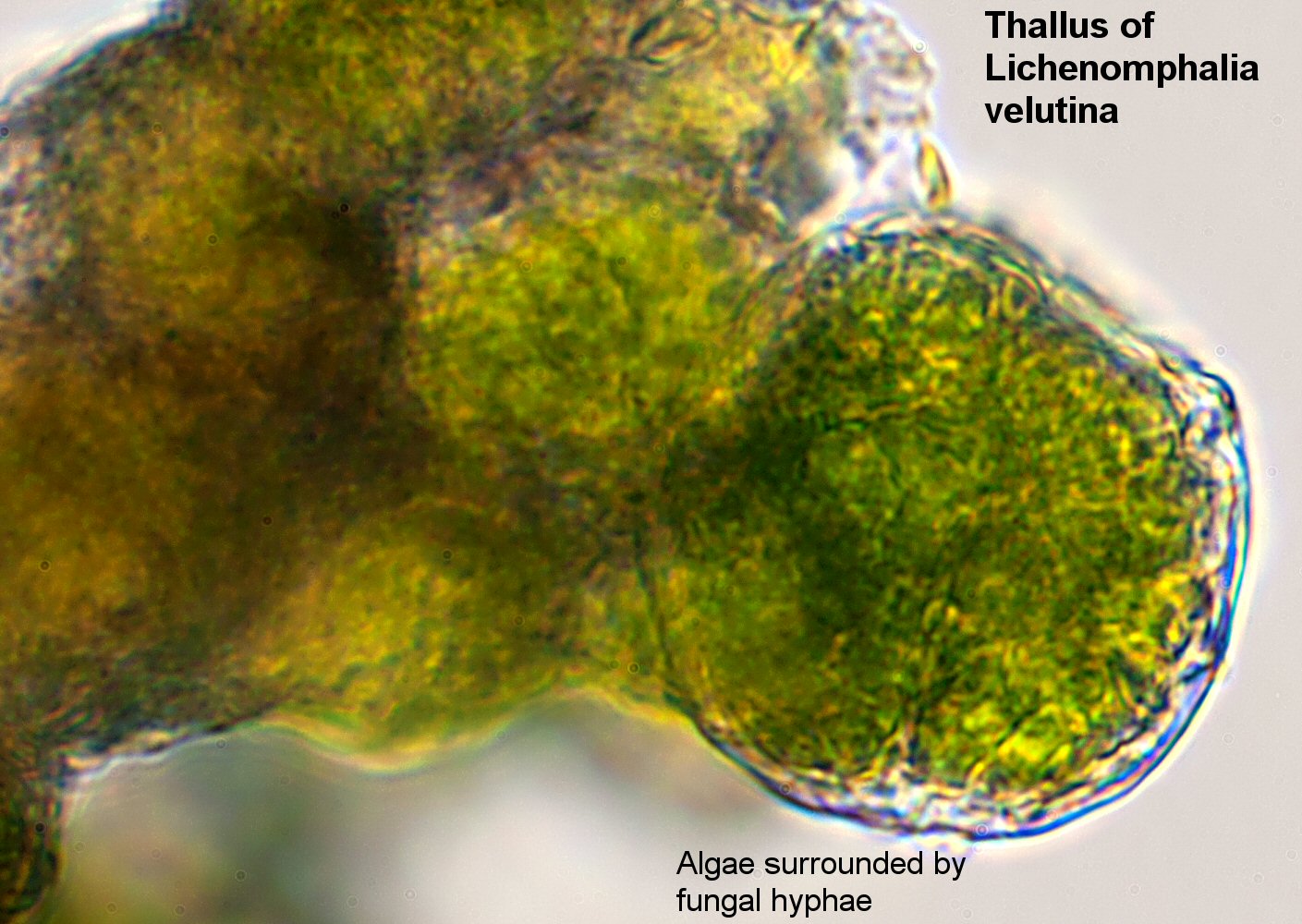 Lichenomphalia velutina-8979-Thallus