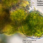 Lichenomphalia velutina-8979-Thallus
