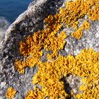 Lichens (1)