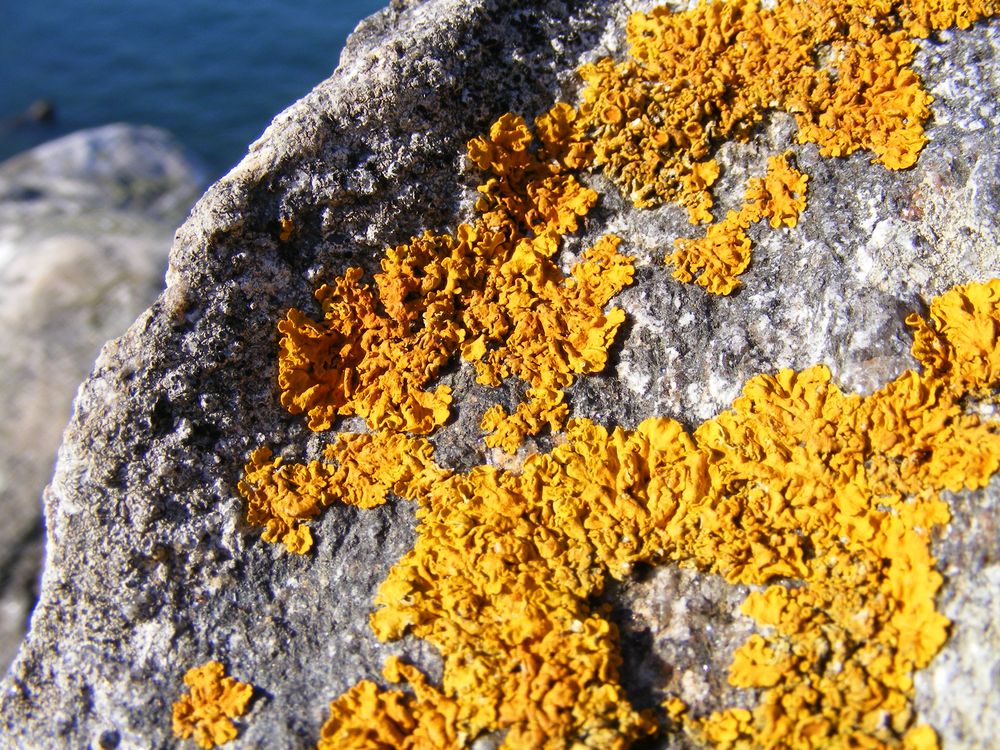 Lichens (1)