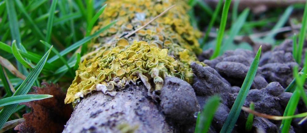 Lichens