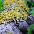 Lichens