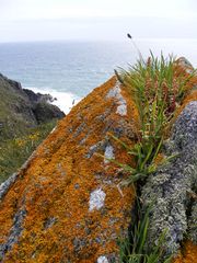 Lichens (2)