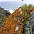 Lichens (2)