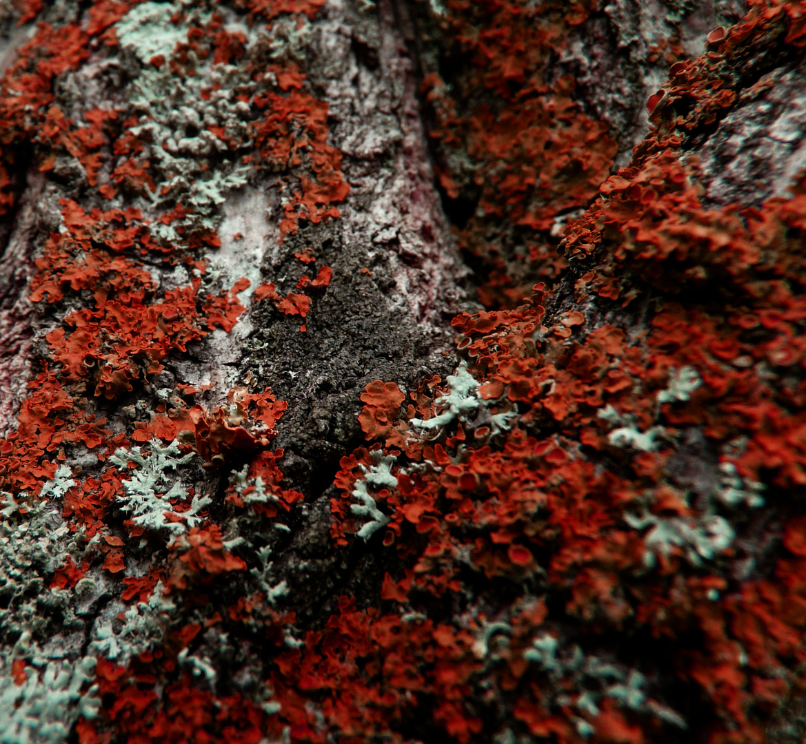 Lichens