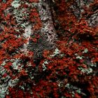 Lichens