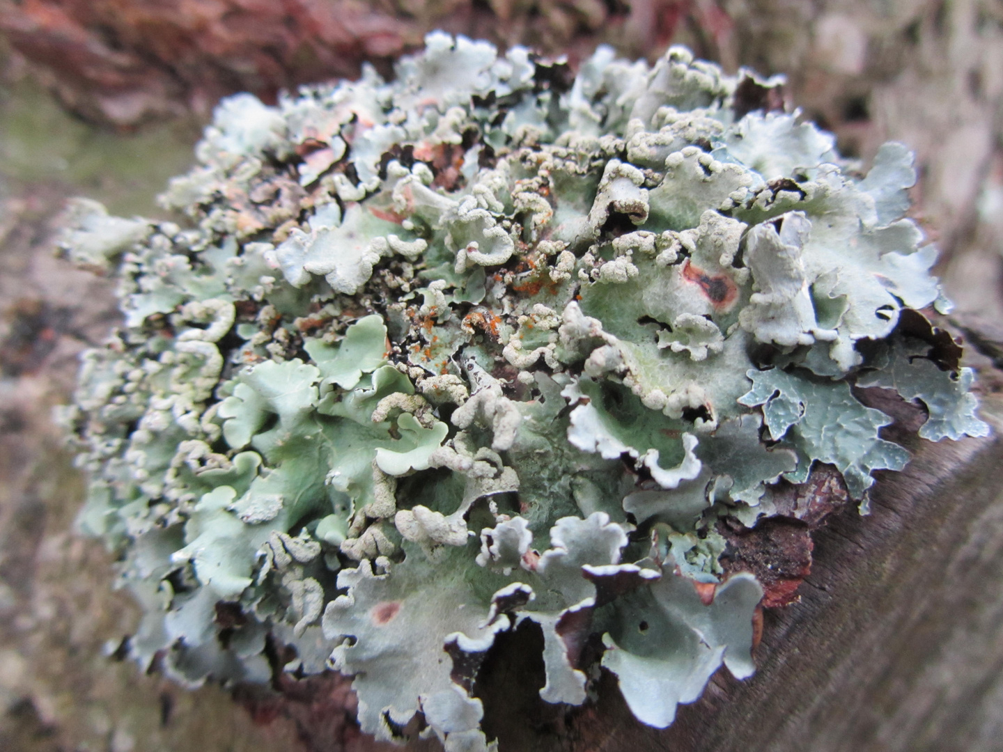 LICHENS 3