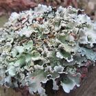 LICHENS 3