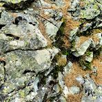 Lichens