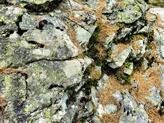 Lichens