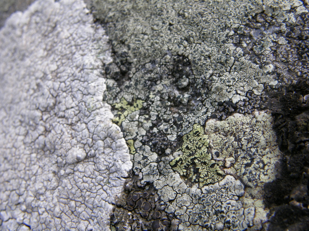 lichens