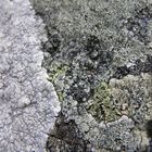 lichens