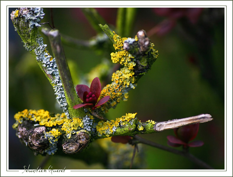 lichens et mousse