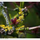 lichens et mousse