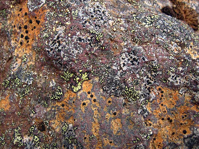 Lichens multicolores dans le parc Skaftafell