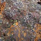 Lichens multicolores dans le parc Skaftafell