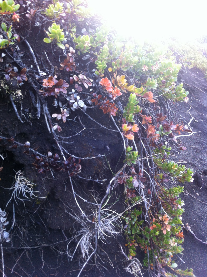 lichens on black sand