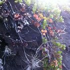 lichens on black sand