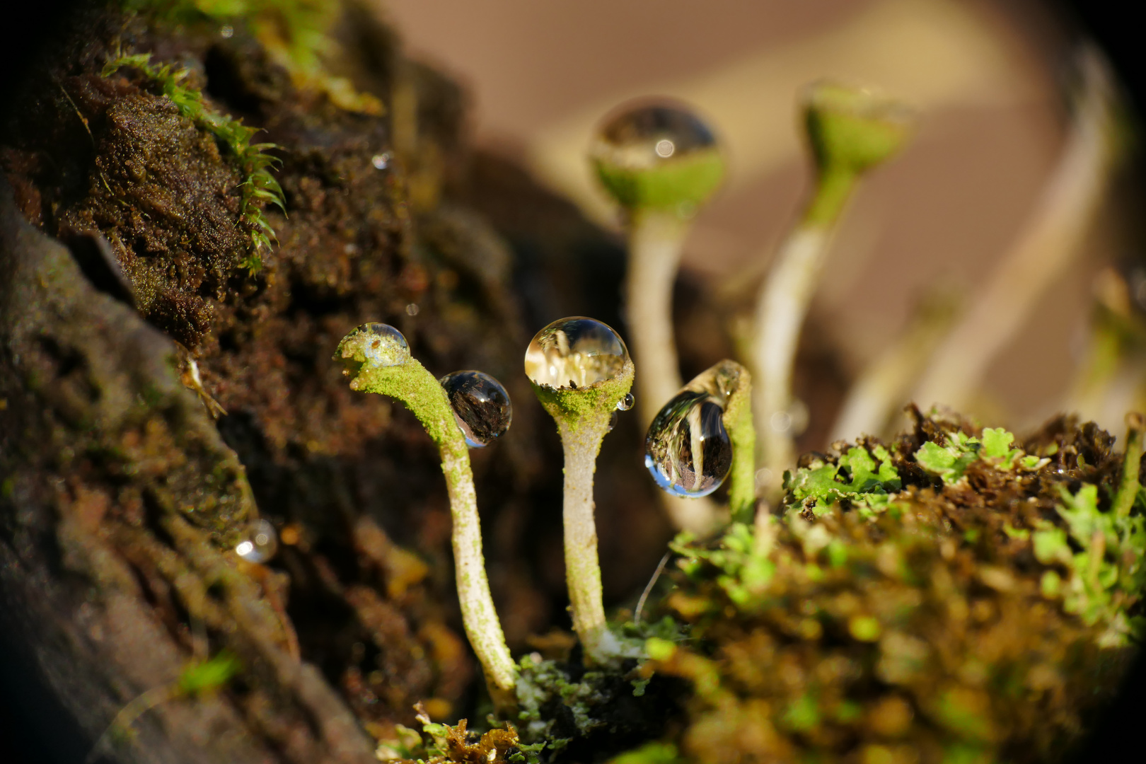 Lichens with drip