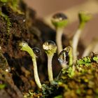 Lichens with drip