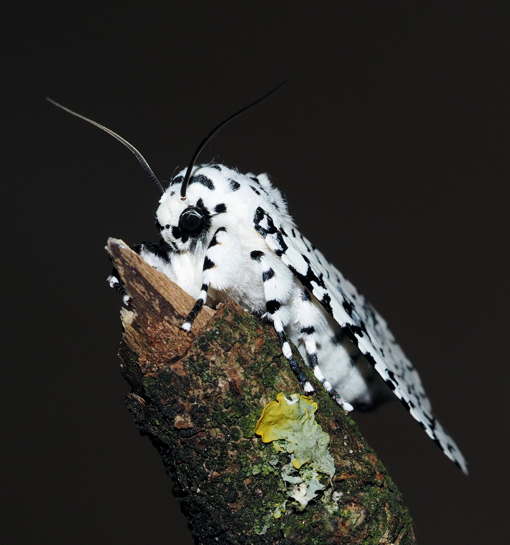 Lichnoptera decora