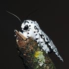 Lichnoptera decora