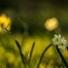 Licht 