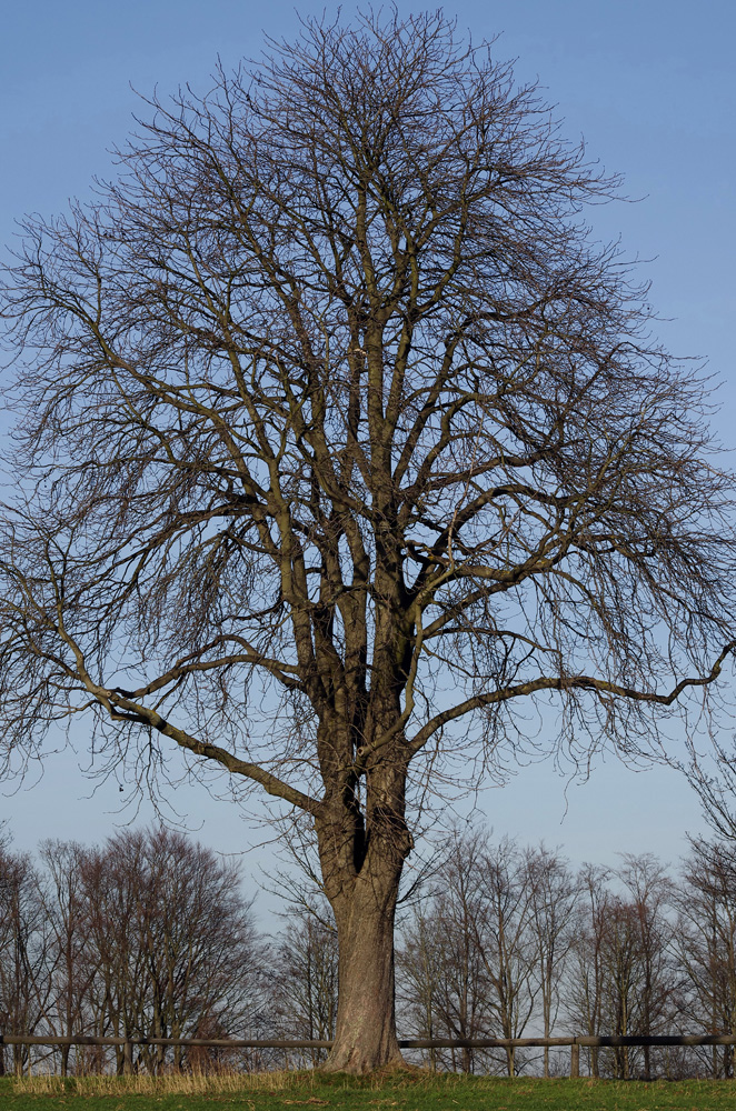 ...Licht am 26.01.2016 (2)