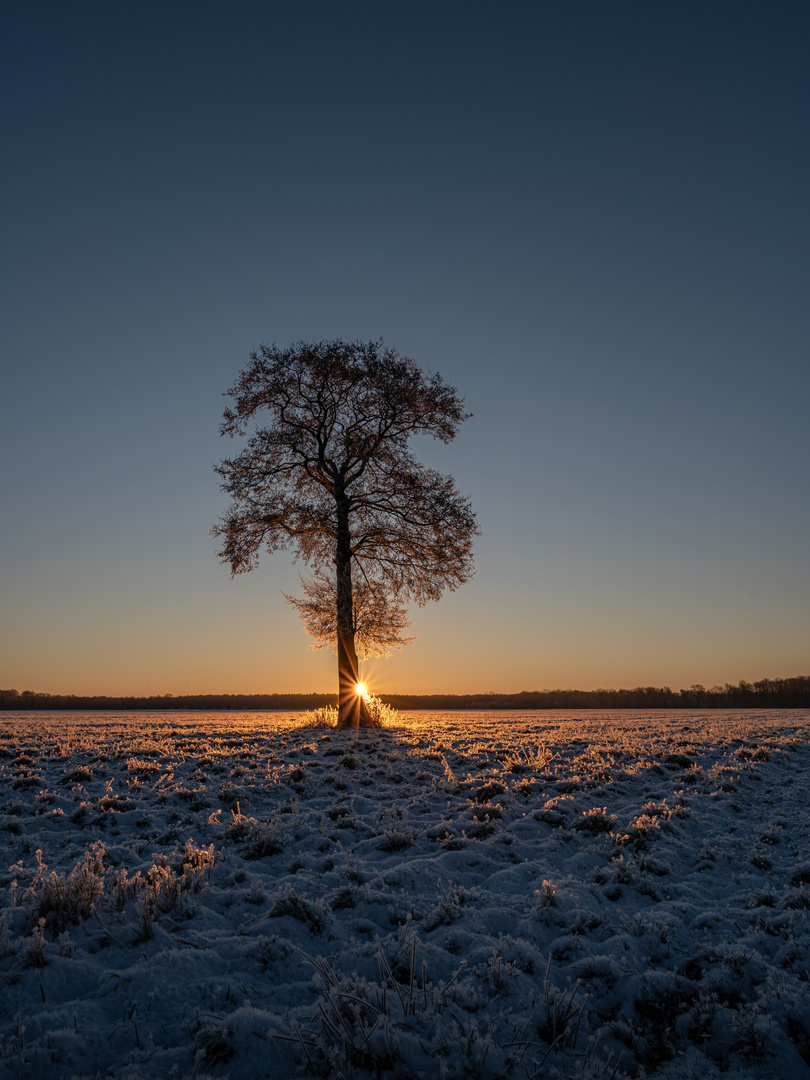 Licht am Baum