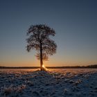 Licht am Baum