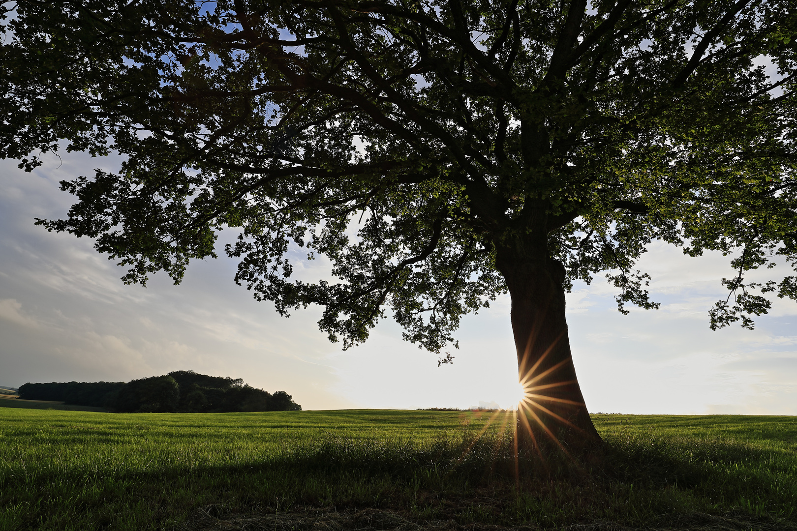 Licht am Baum