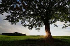 Licht am Baum