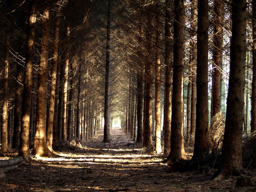 Licht am Ende der Fichtenschonung