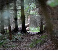 Licht am Ende des Pfades