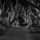 Licht am Ende des "Tunnels" / The Dark Hedges