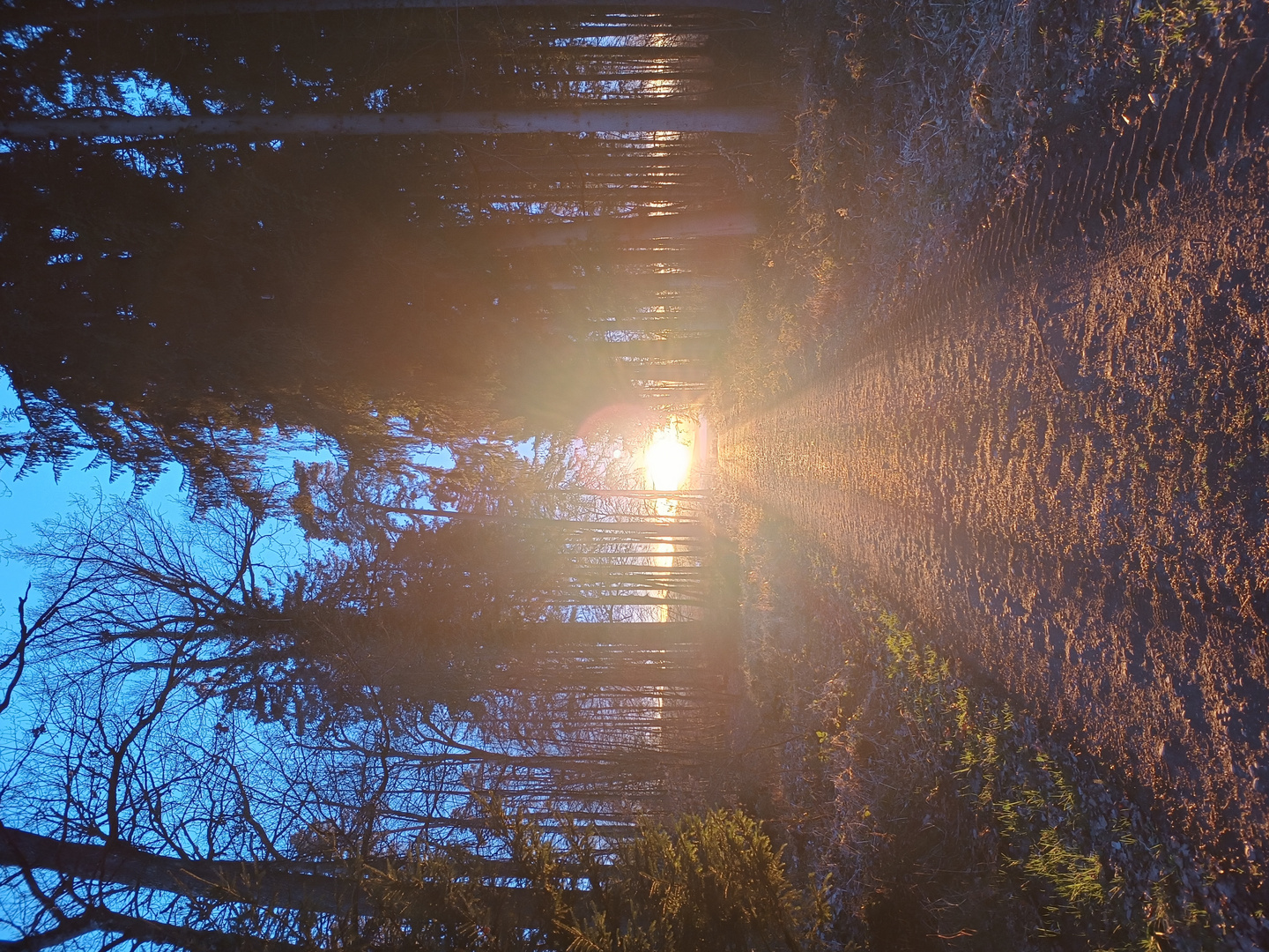 Licht am Ende des Waldes
