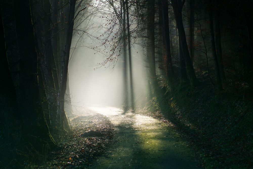 licht am ende des weges Foto & Bild wald, natur, landschaft Bilder