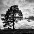 Licht am SW-Freitag in der LG-Heide