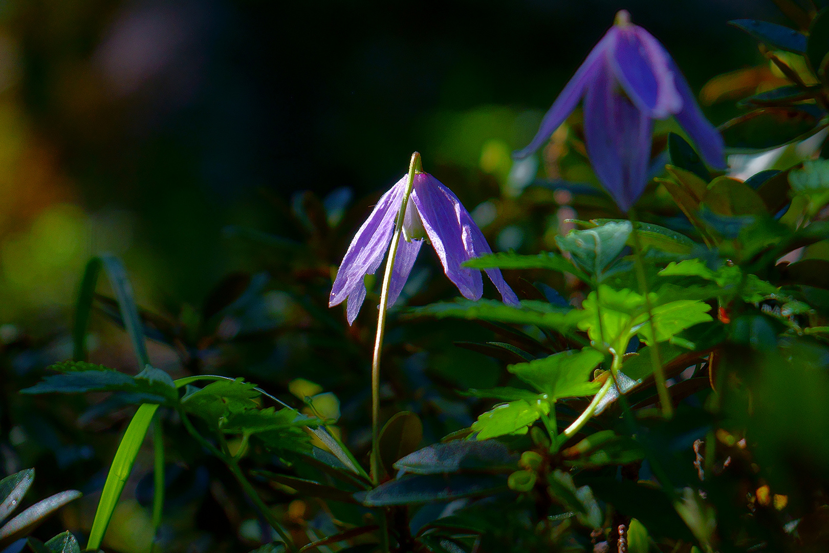 Licht am Waldboden