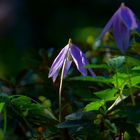 Licht am Waldboden