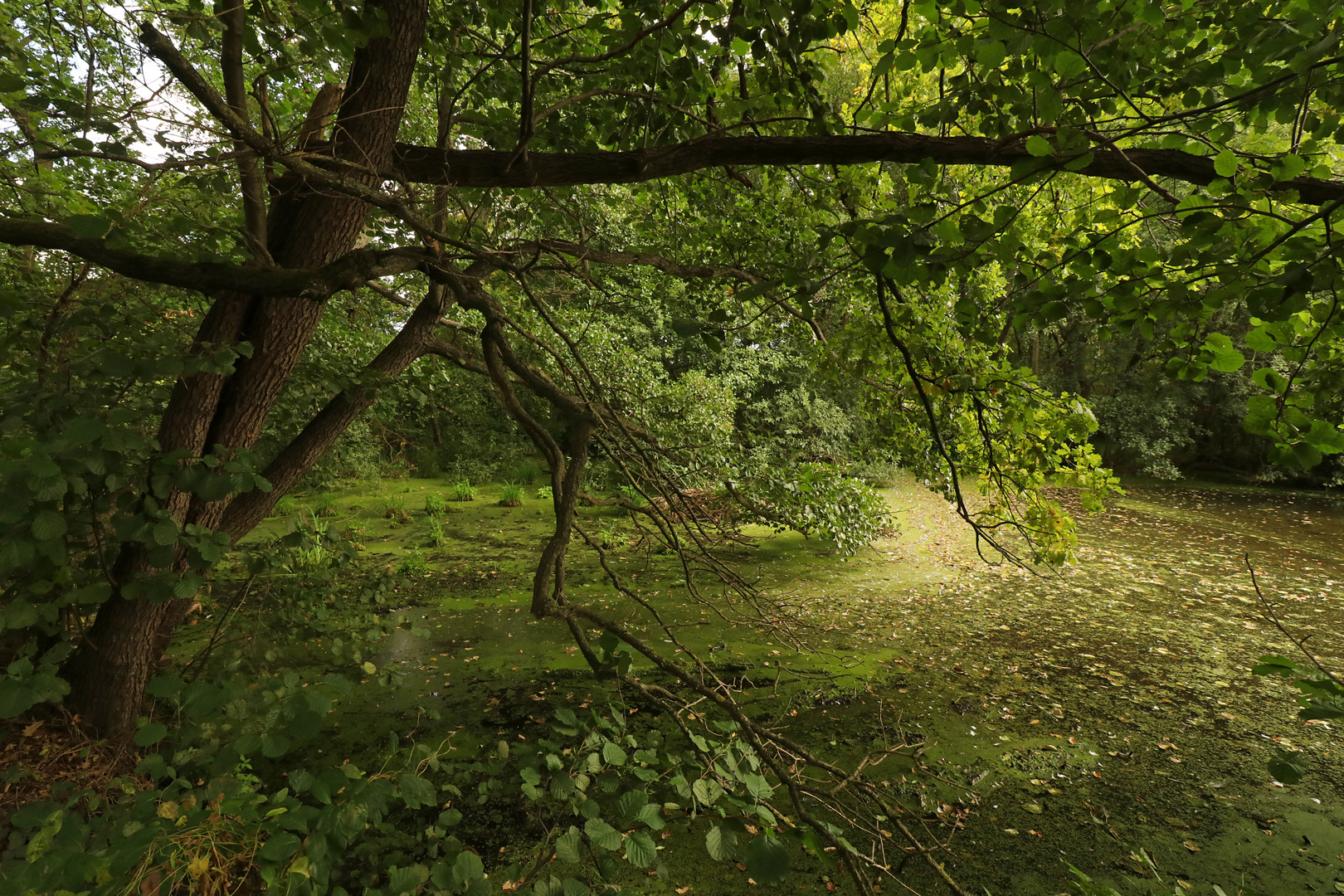 Licht auf dem Teichgrund