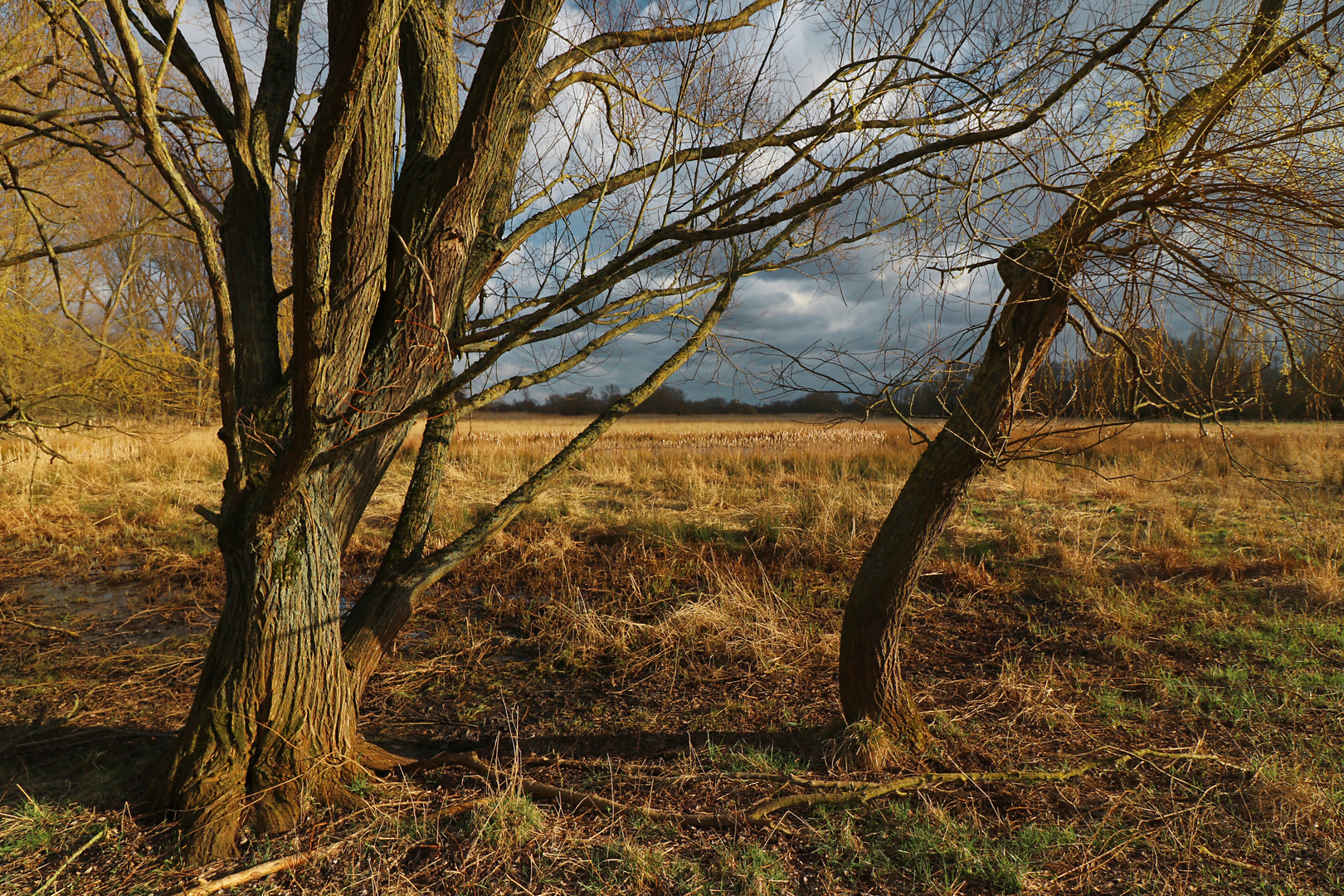 Licht auf der Wiese