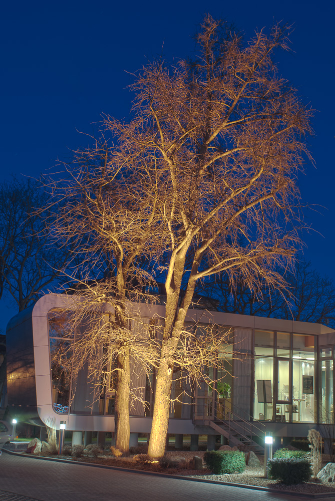 Licht-Baum