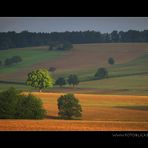 Licht Baum