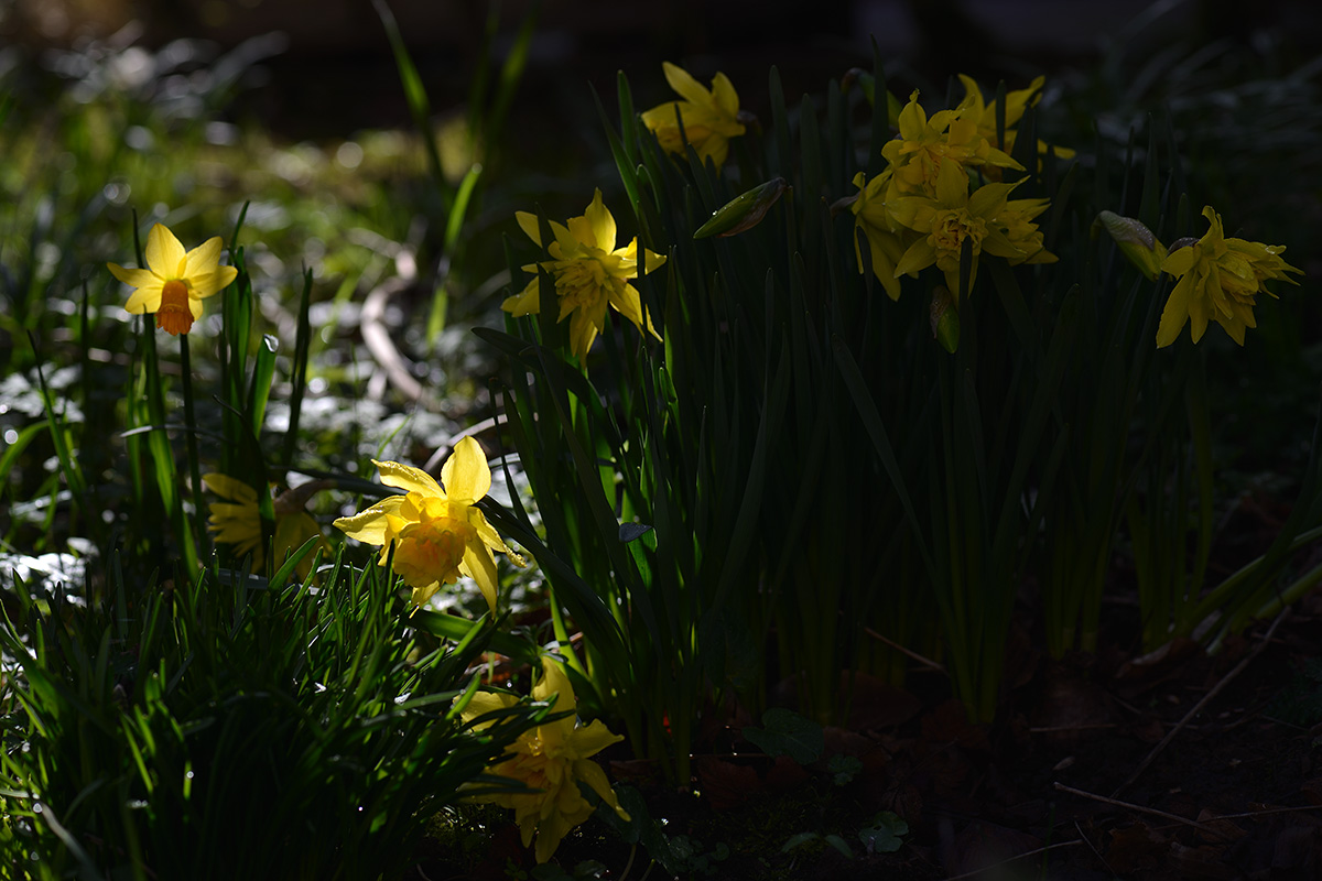 Licht bedingt Schatten