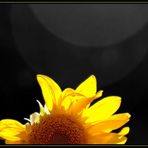 licht : blume : sonne