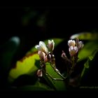 Licht Blumen im Dunkel