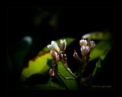 Licht Blumen im Dunkel